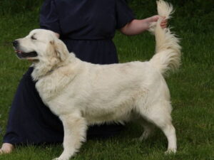 Princess, our Golden Retriever dam at Ramsey Creek Kennels