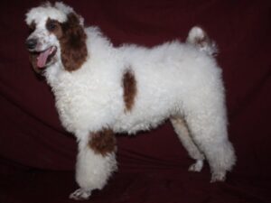 Lance, our Poodle Standard sire at Ramsey Creek Kennels