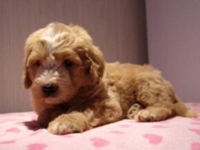 Pleva at Ramsey Creek Kennels