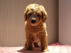 Pleva at Ramsey Creek Kennels