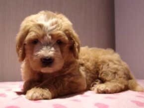 Pleva at Ramsey Creek Kennels