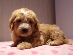 Pleva at Ramsey Creek Kennels