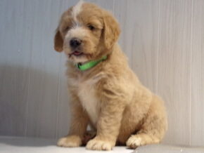 Plexter at Ramsey Creek Kennels