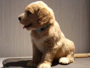 Polaris at Ramsey Creek Kennels