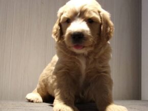 Samster at Ramsey Creek Kennels