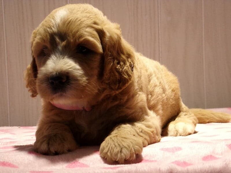 Sparkles, a F1-Goldendoodle puppy in Indiana.