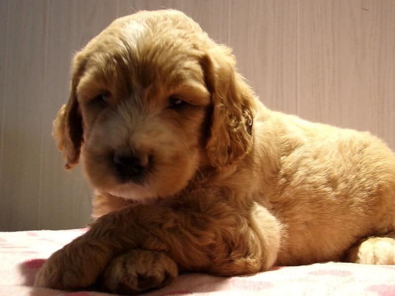 Sparkles, a F1-Goldendoodle puppy in Indiana.