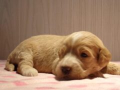 Photo4 for Sparkles