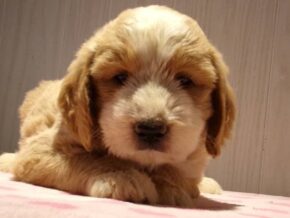 Starita at Ramsey Creek Kennels