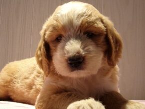 Starita at Ramsey Creek Kennels