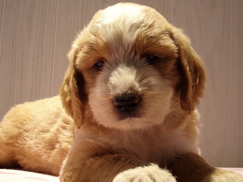 Starita, a F1-Goldendoodle puppy at Ramsey Creek Kennels in Indiana.