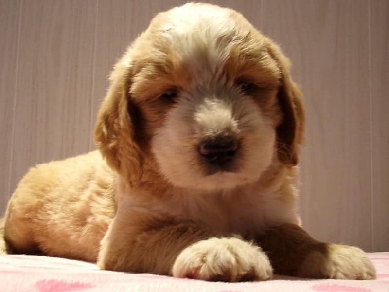 Starita, a F1-Goldendoodle puppy at Ramsey Creek Kennels in Indiana.