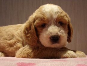 Starita at Ramsey Creek Kennels
