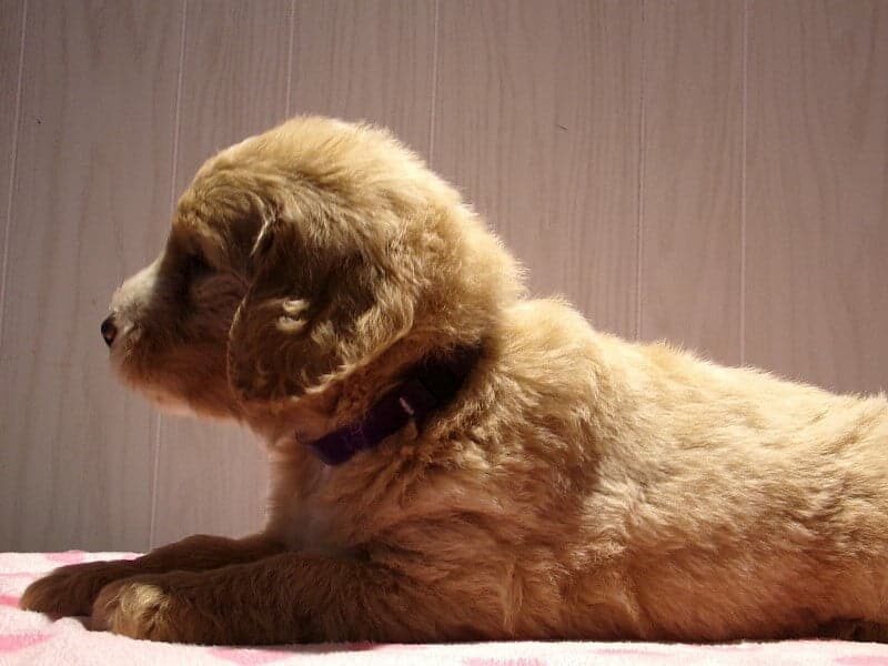 Stella, a F1-Goldendoodle puppy in Indiana.