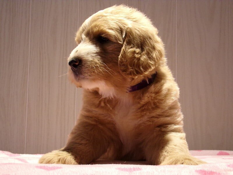Stella, a F1-Goldendoodle puppy in Indiana.