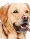 Owners Image