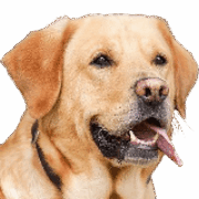 Owners Image