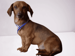 Sire Hank