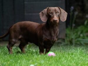 Dachshund – Ramsey Creek Kennels, Shichon (Teddy Bear) & F1-Goldendoodle breeder in Indiana.