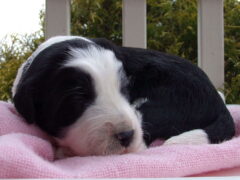 Photo4 for Laci