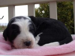 Photo3 for Laci