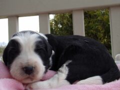 Photo2 for Laci