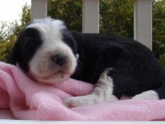 Photo1 for Laci