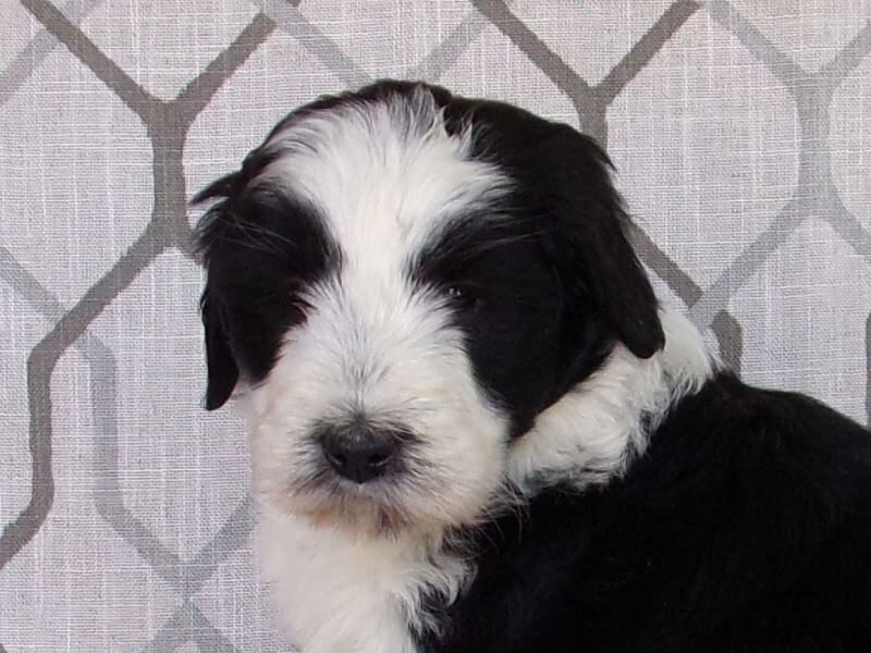 Laci, a Aussiedoodle puppy in Indiana.