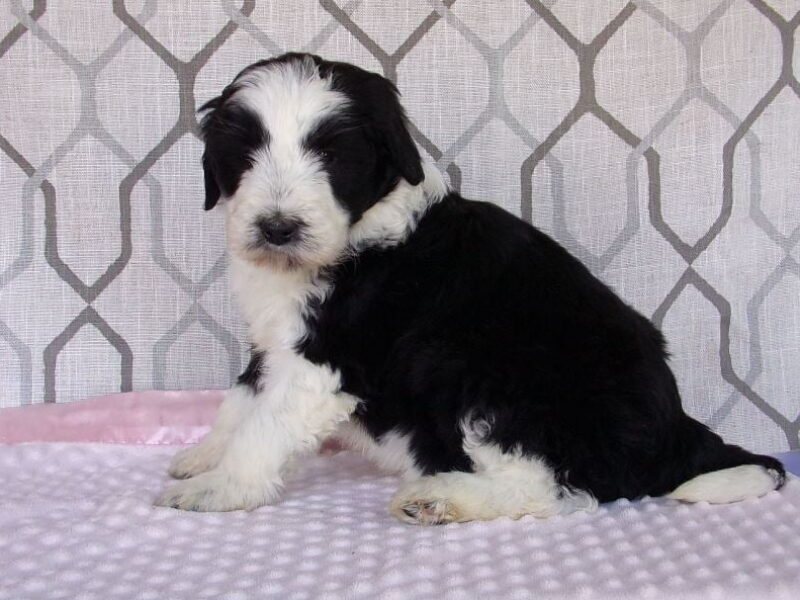 Laci, a Aussiedoodle puppy in Indiana.