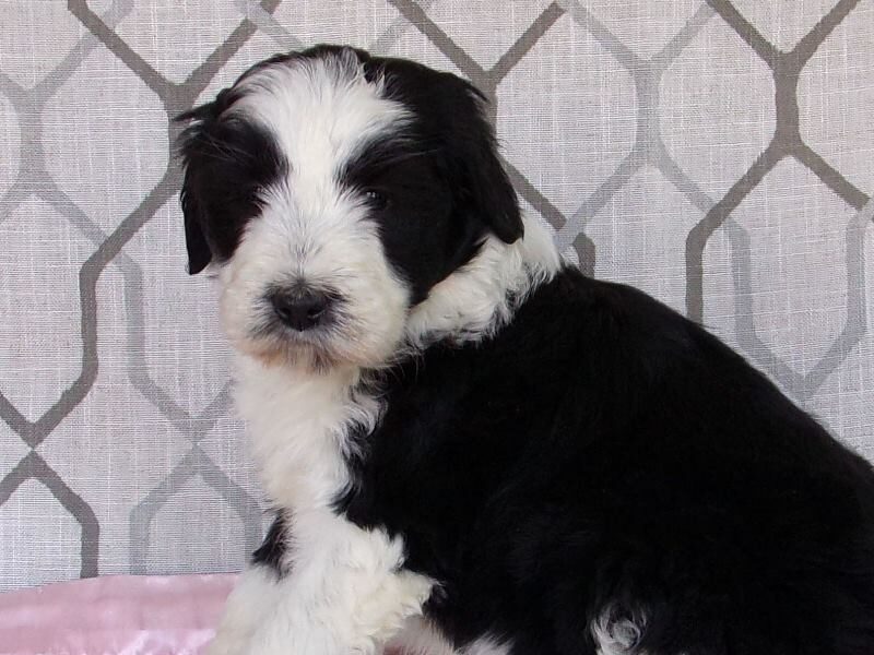 Laci, a Aussiedoodle puppy in Indiana.