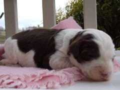 Photo3 for Lexi