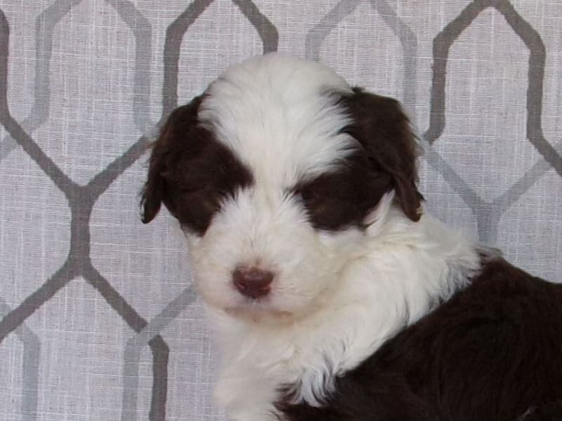 Lexi, a Aussiedoodle puppy at Ramsey Creek Kennels in Indiana.