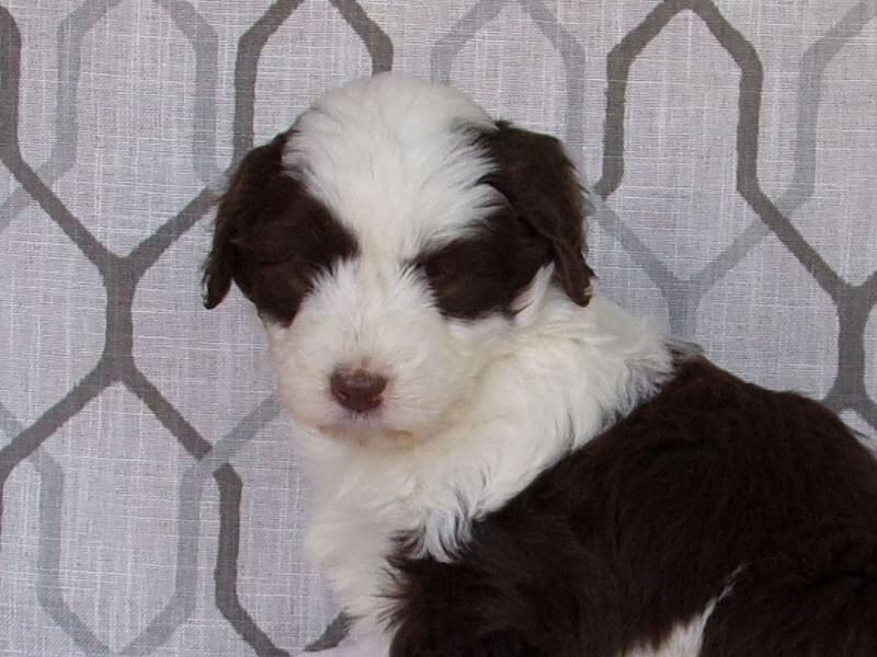 Lexi, a Aussiedoodle puppy at Ramsey Creek Kennels in Indiana.