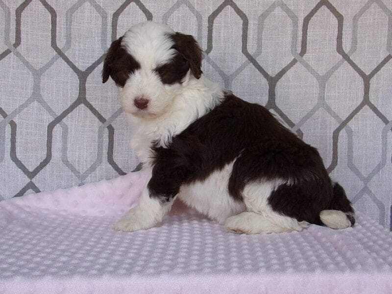 Lexi, a Aussiedoodle puppy at Ramsey Creek Kennels in Indiana.