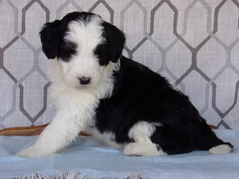 Logan, a Aussiedoodle puppy at Ramsey Creek Kennels in Indiana.