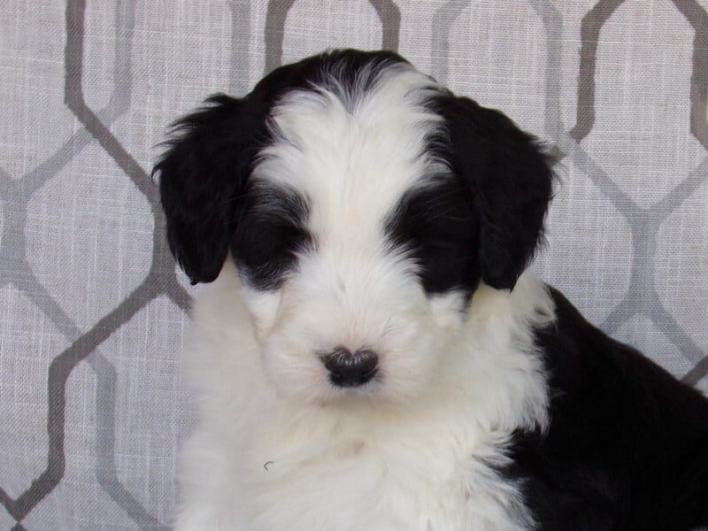 Logan, a Aussiedoodle puppy at Ramsey Creek Kennels in Indiana.