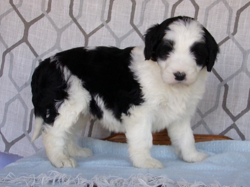 Logan, a Aussiedoodle puppy at Ramsey Creek Kennels in Indiana.