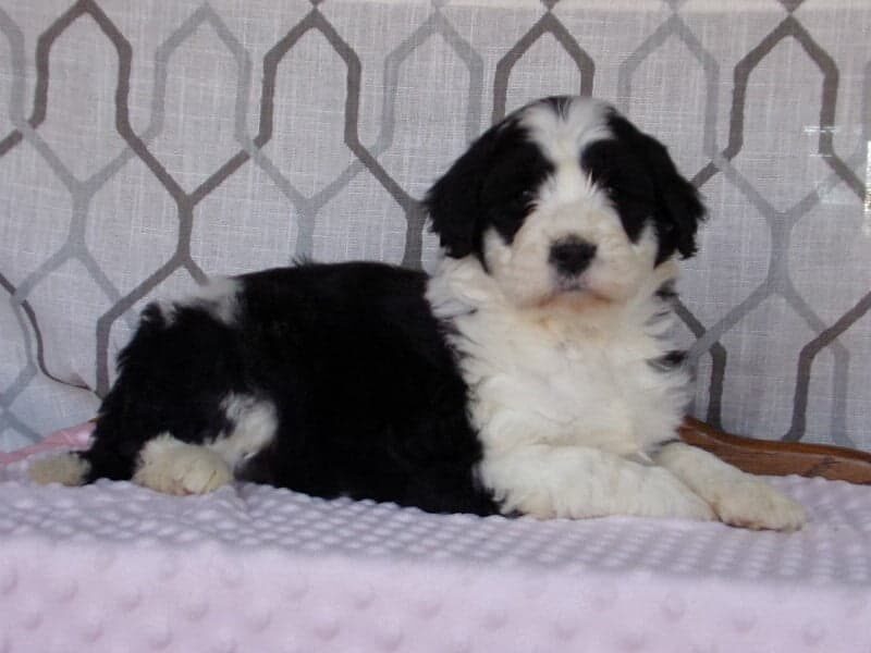 Luna, a Aussiedoodle puppy at Ramsey Creek Kennels in Indiana.