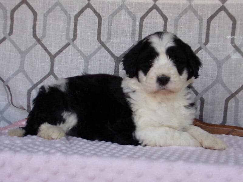 Luna, a Aussiedoodle puppy at Ramsey Creek Kennels in Indiana.