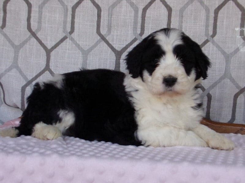 Luna, a Aussiedoodle puppy at Ramsey Creek Kennels in Indiana.