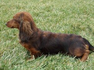 Delilah, our Dachshund dam at Ramsey Creek Kennels