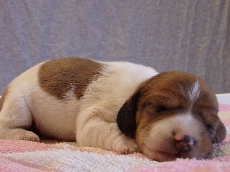 Dana, a Mini Dachshund puppy in Indiana.