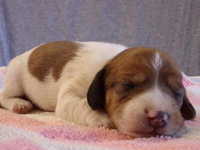 Dana, a Mini Dachshund puppy in Indiana.