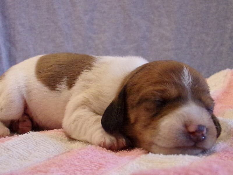 Dana, a Mini Dachshund puppy in Indiana.