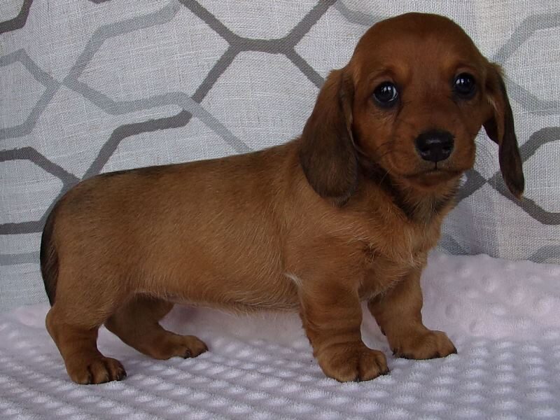Delta, a Mini Dachshund puppy at Ramsey Creek Kennels in Indiana.
