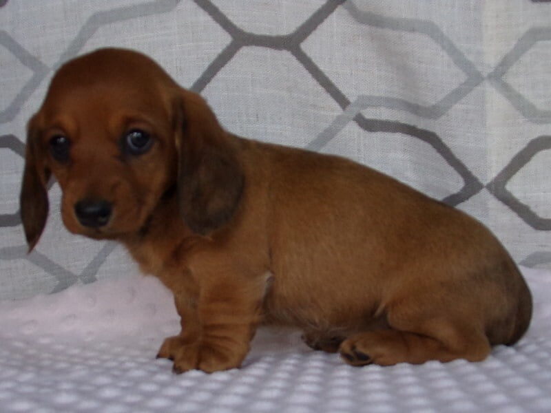 Delta, a Mini Dachshund puppy at Ramsey Creek Kennels in Indiana.