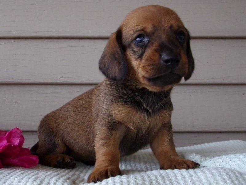 Maci image