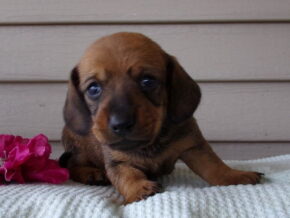 Maci at Ramsey Creek Kennels