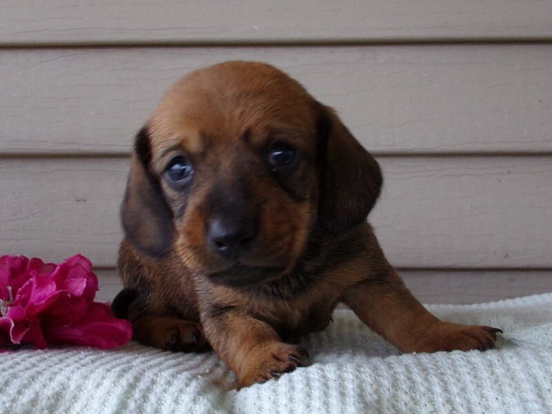 Maci, a Mini Dachshund puppy in Indiana.