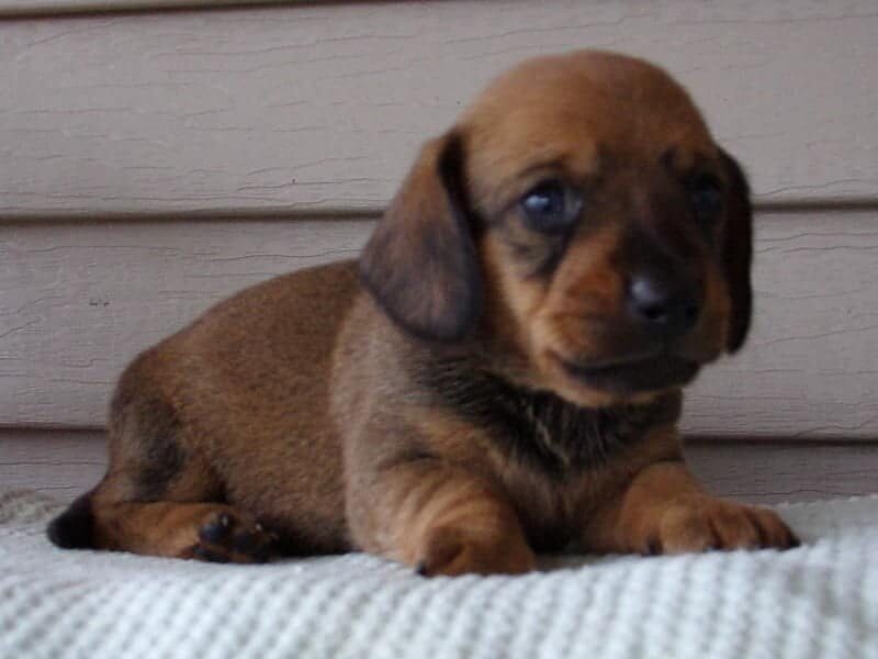 Maci, a Mini Dachshund puppy in Indiana.